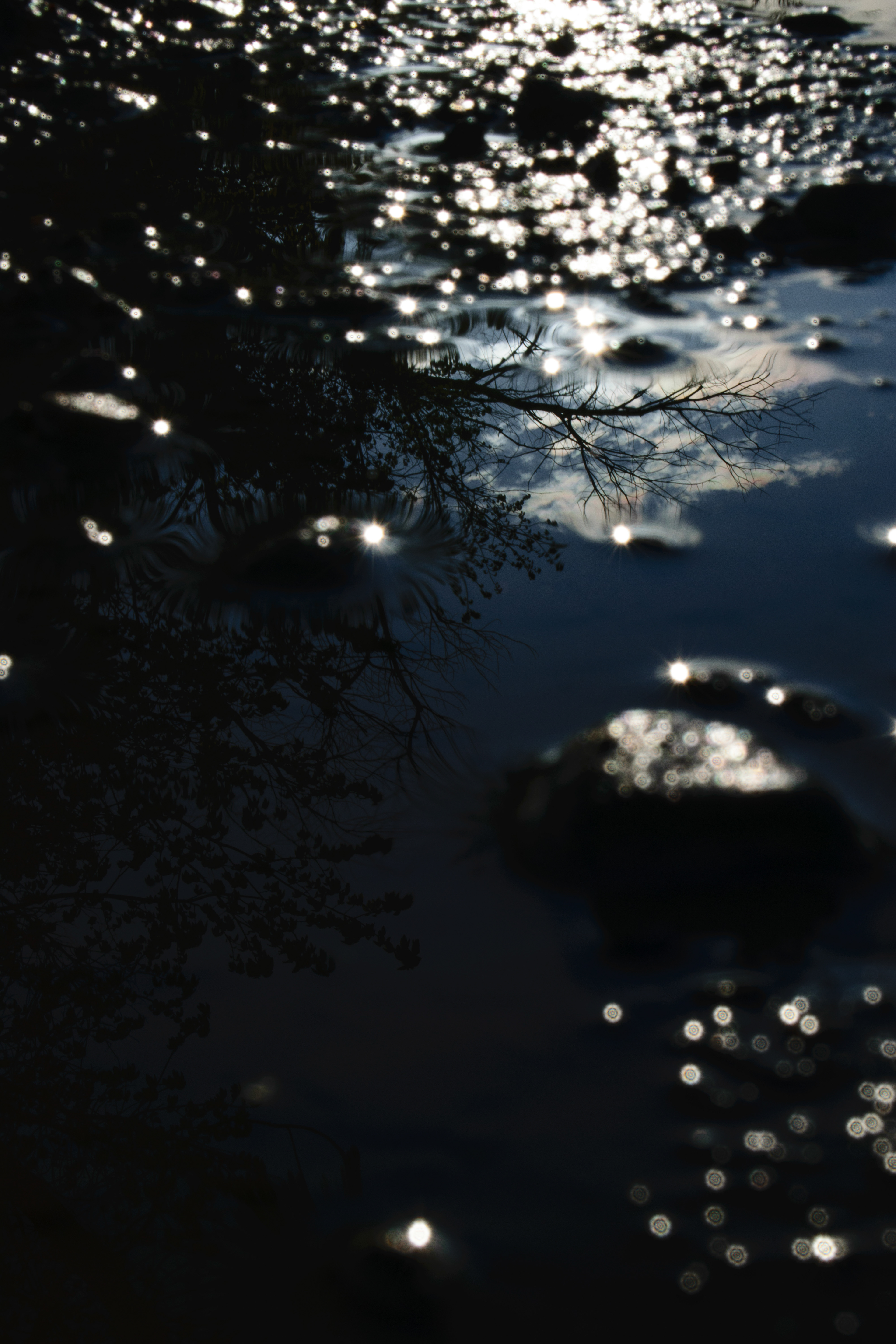 Nature as a Still Life, photograph 4 of 7